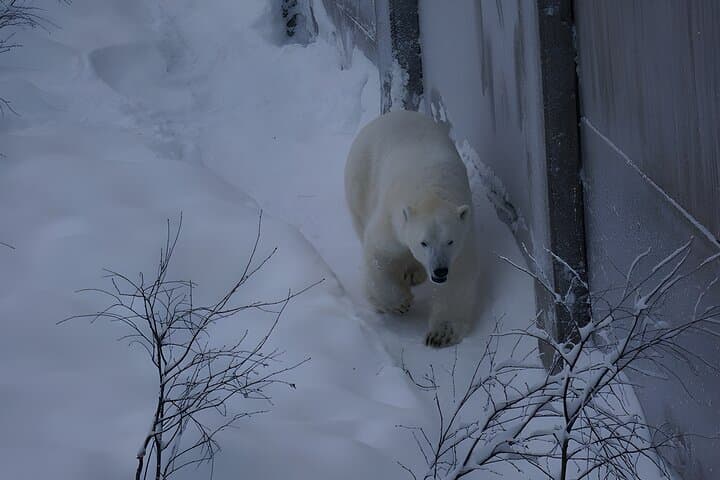 Ranua Arctic Zoo Guided Day Tour from Rovaniemi
