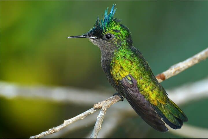 Barbados Bird Watching: Wetlands, Shorebirds & Private Sanctuaries (Transport Included) photo 3