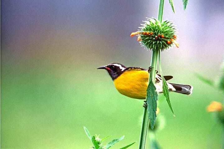 Barbados Bird Watching: Wetlands, Shorebirds & Private Sanctuaries (Transport Included) photo 5