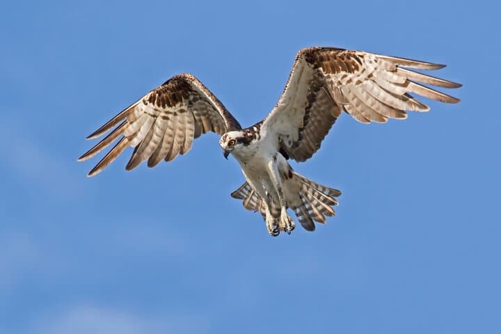 Barbados Bird Watching: Wetlands, Shorebirds & Private Sanctuaries (Transport Included)