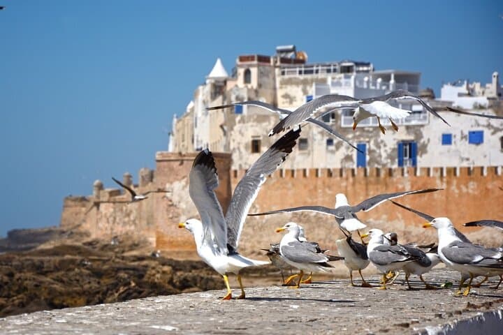 Essaouira Day Trip from Marrakech — Argan Groves, UNESCO Medina & Atlantic Coast photo 5