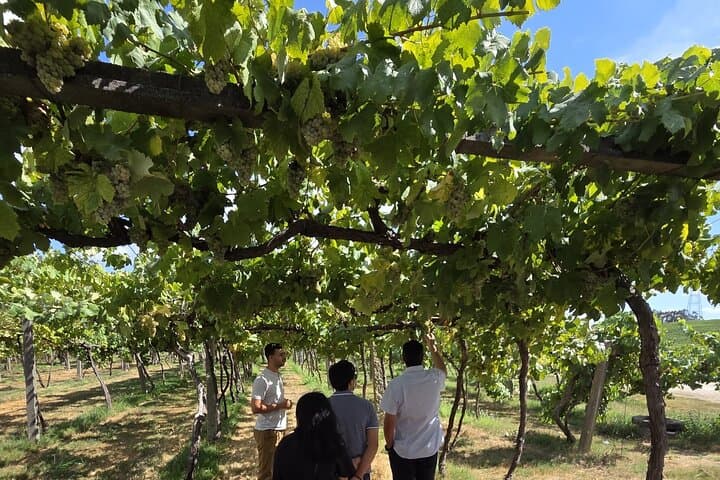 Green Wine Jeep Tour: 4x4 Vineyard Experience and Tasting in Northern Portugal photo 4
