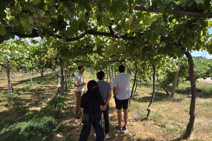Douro 4x4 Green-Wine Tour and Farm Gastronomic Lunch from Porto photo 4