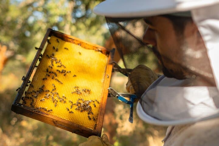 Algarve Beekeeping Experience: Honey Tasting & Traditional Apiary Visit photo 2
