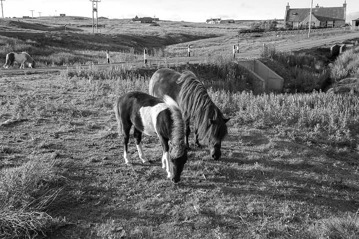 Best of Shetland's South Mainland: Private Half-Day Tour from Lerwick photo 4