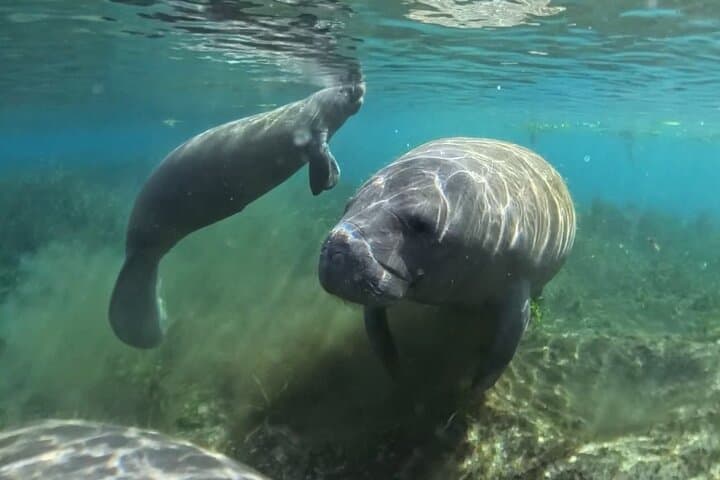 Clear Kayaking Wildlife Tour at Silver Springs State Park photo 5