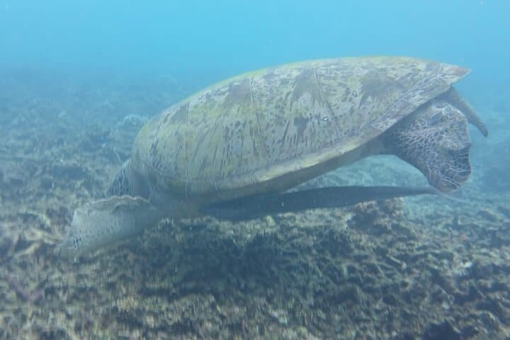Champagne Reef Snorkeling: Guided Snorkel Tour from Roseau, Dominica photo 4