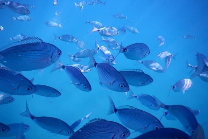 Champagne Reef Snorkeling: Guided Snorkel Tour from Roseau, Dominica photo 5