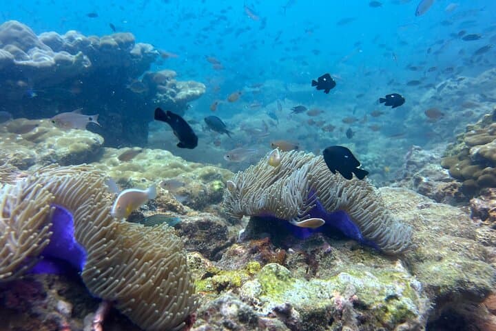 Champagne Reef Snorkeling: Guided Snorkel Tour from Roseau, Dominica