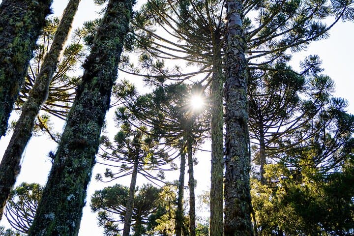 Caracol Park: View Caracol Waterfall & Explore Xaxins Forest Near Canela photo 3