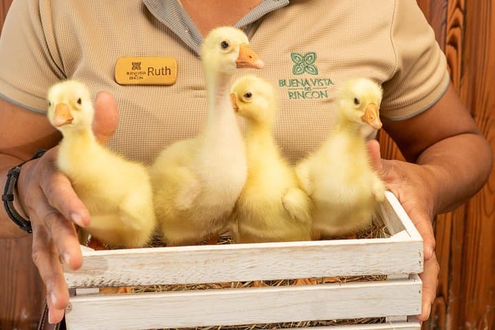 Playa Hermosa Circular Economy Farm Tour: Sustainable Farming & Beekeeping Workshop photo 3