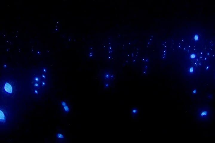 Night Snorkel: Bioluminescent Waters at Klein Bonaire — Small-Group Boat Tour photo 3