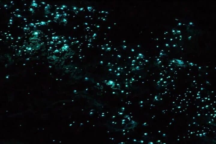 Night Snorkel: Bioluminescent Waters at Klein Bonaire — Small-Group Boat Tour photo 4