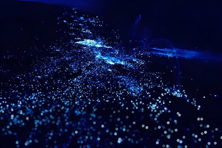 Night Snorkel: Bioluminescent Waters at Klein Bonaire — Small-Group Boat Tour photo 5