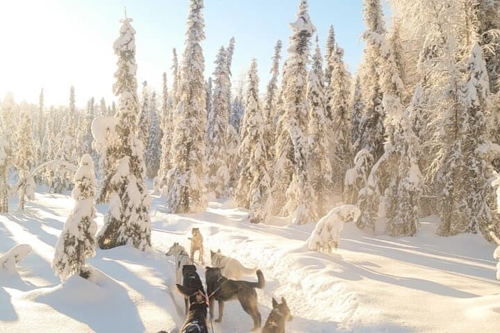 Dog Sledding & Animal Encounters from Anchorage — Huskies, Reindeer & Matanuska Valley photo 5