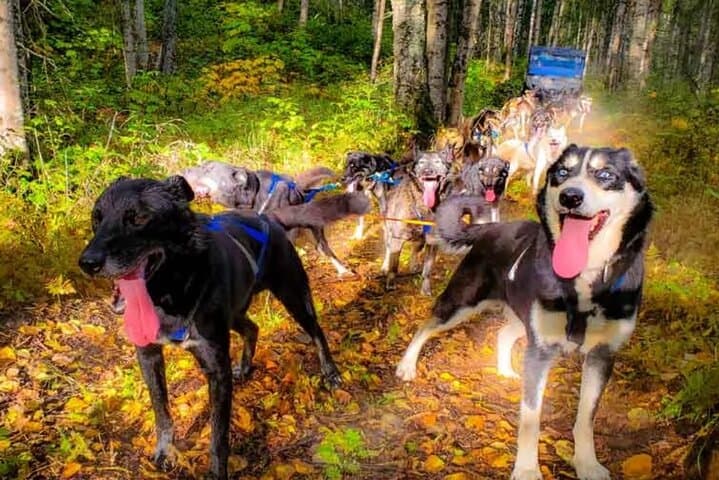 Dog Sledding & Animal Encounters from Anchorage — Huskies, Reindeer & Matanuska Valley photo 6