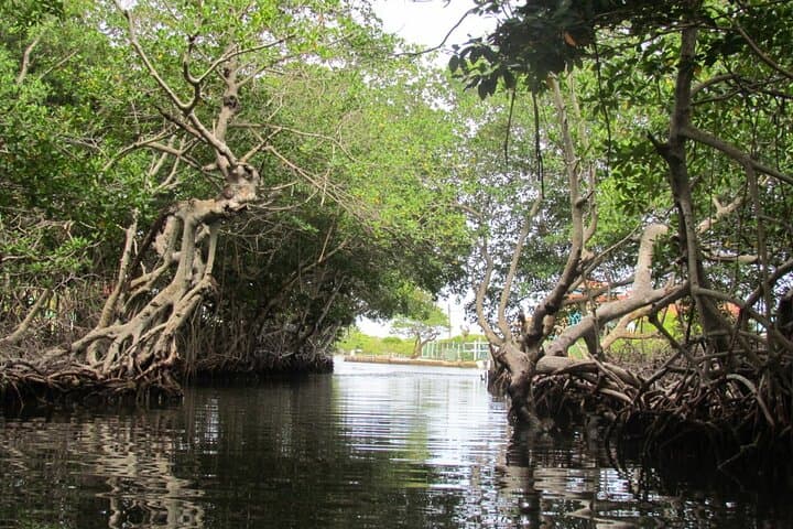 Roatan Land & Sea: West End Snorkel, Village Drive and Chocolate Tasting photo 5