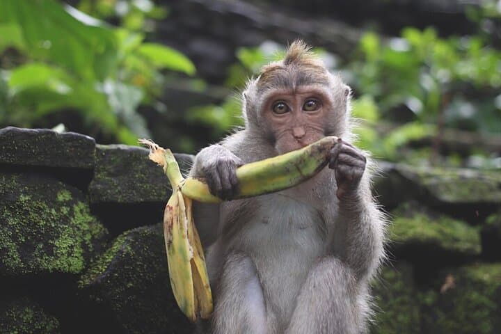 Ayung River White-Water Rafting & Ubud Monkey Forest Day Trip photo 3