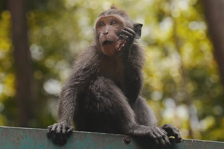Ayung River White-Water Rafting & Ubud Monkey Forest Day Trip photo 4