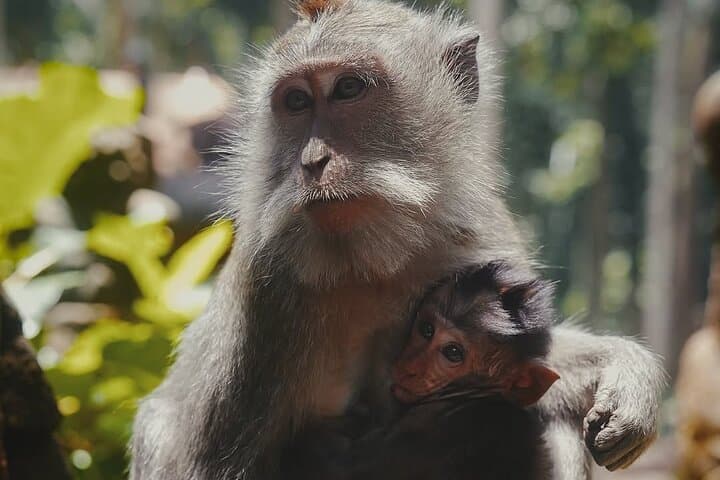 Ayung River White-Water Rafting & Ubud Monkey Forest Day Trip photo 5