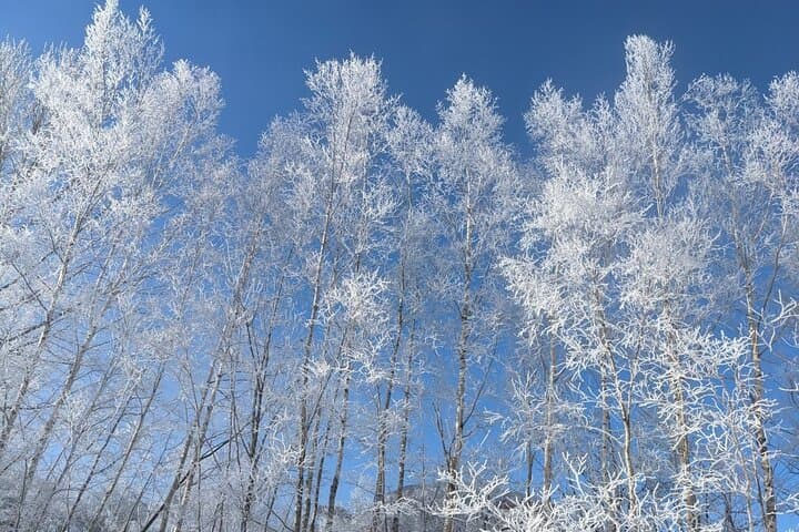 Red-Crowned Crane and Wildlife Watching in Kushiro Marshland — Guided Tour from Kushiro photo 5