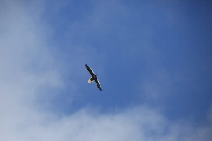 Red-Crowned Crane and Wildlife Watching in Kushiro Marshland — Guided Tour from Kushiro photo 6