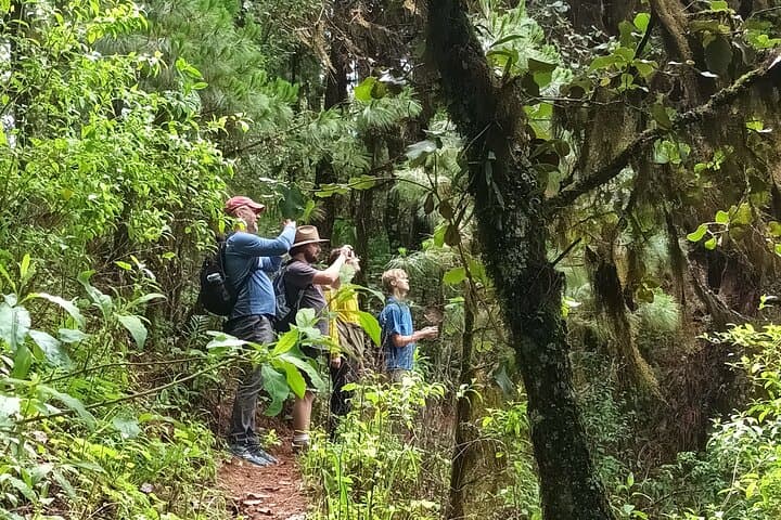 Sierra Norte Oaxaca Day Hike: Pine-Oak Trails & Cloud-Forest Views photo 6