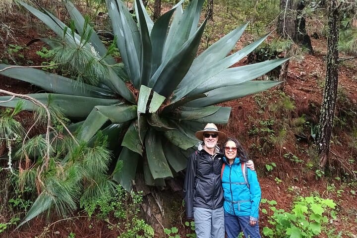 Sierra Norte Oaxaca Day Hike: Pine-Oak Trails & Cloud-Forest Views photo 3