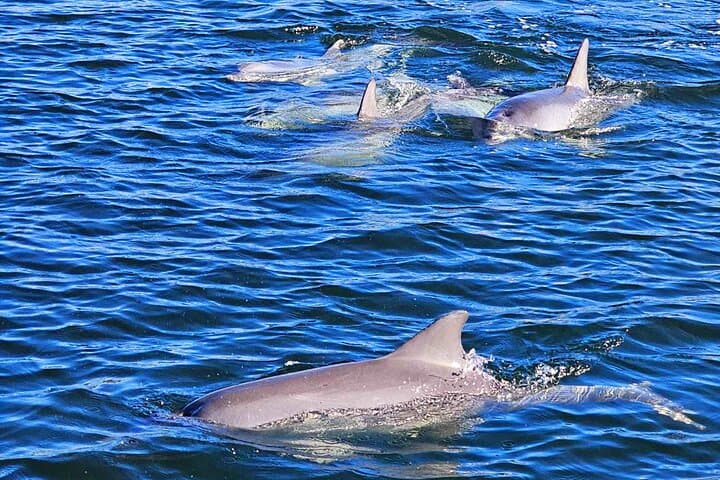 Port Adelaide Dolphin & Maritime Cruise — 2-Hour Wildlife and History Tour photo 3