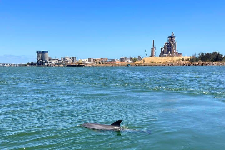 Port Adelaide Dolphin & Maritime Cruise — 2-Hour Wildlife and History Tour photo 6
