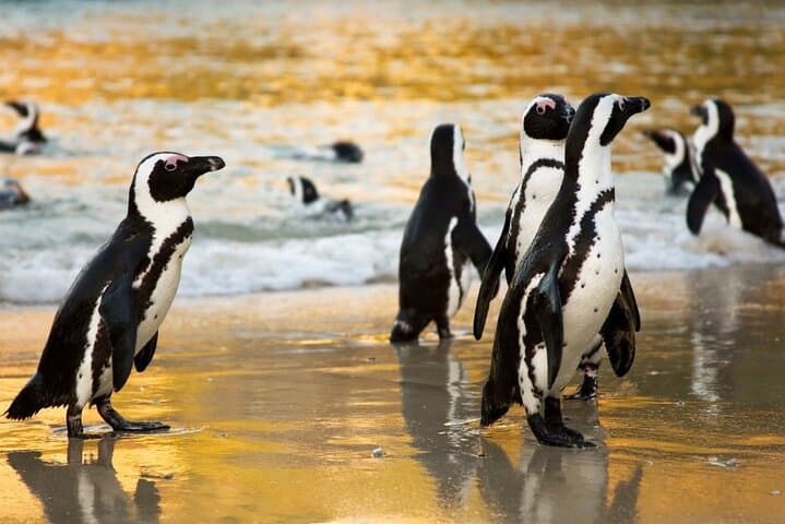 Cape Peninsula Full-Day Private Tour — Chapman’s Peak, Cape Point & Boulders Beach