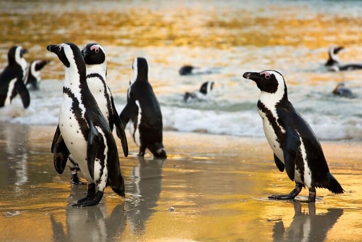 Cape Peninsula Full-Day Private Tour — Chapman’s Peak, Cape Point & Boulders Beach photo 2