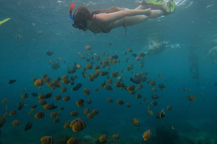 Nusa Penida Private Snorkel & West Island Sightseeing: Kelingking, Manta Bay & Broken Beach photo 3