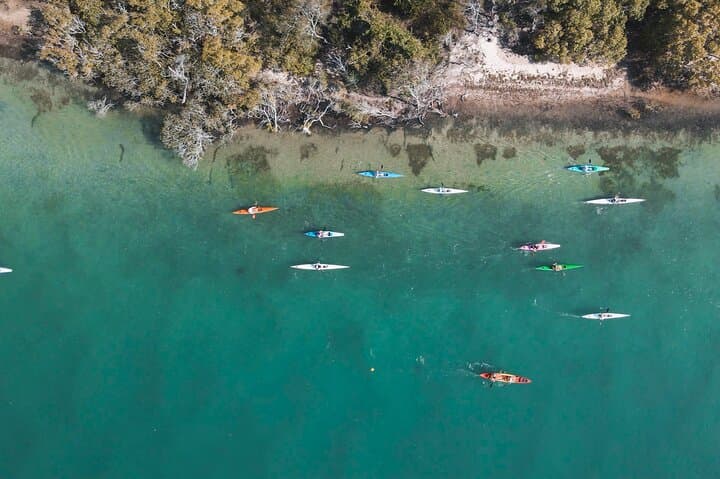 Noosa River Kayak: Mangroves, Mansions & Wildlife