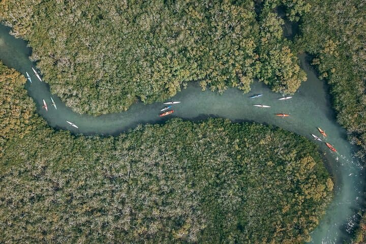 Noosa River Kayak: Mangroves, Mansions & Wildlife photo 2