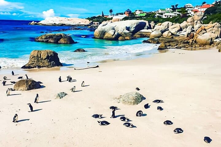 From Table Mountain to Cape Point: Full-Day Cape Town Coastal & Winelands Escape