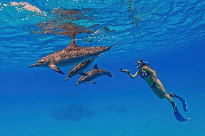 Snorkel with Wild Dolphins at Dolphin House — Hurghada Red Sea Day Cruise
