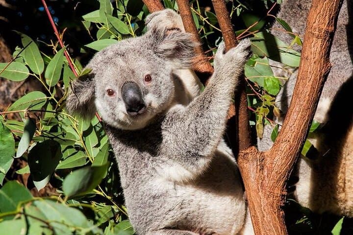 Byron Bay & Currumbin Wildlife Sanctuary Day Tour — Coastal Wildlife, Beaches & Cape Byron Lighthouse photo 5