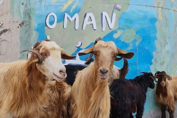Wadi Shab, Bimmah Sinkhole, and Fins Beach: Private Full-Day Adventure from Muscat