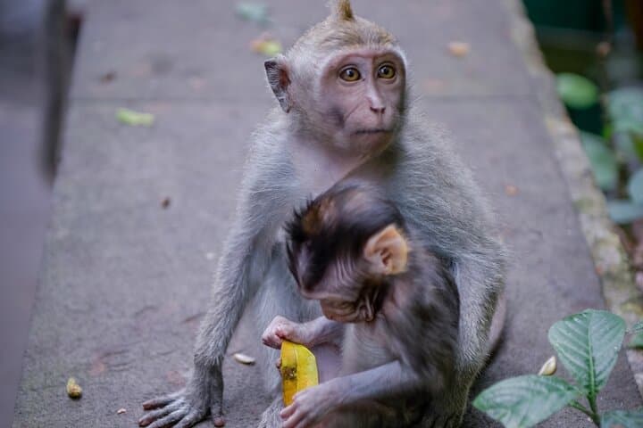 Ubud Day Tour: Monkey Forest, Kanto Lampo Waterfall & Tegalalang Rice Terraces photo 4