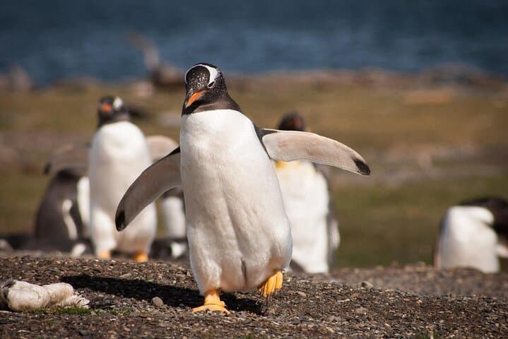 Walk with Penguins on Isla Martillo — Ushuaia Beagle Channel Experience photo 3