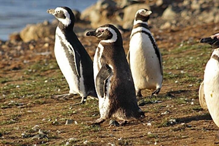 Walk with Penguins on Isla Martillo — Ushuaia Beagle Channel Experience photo 2