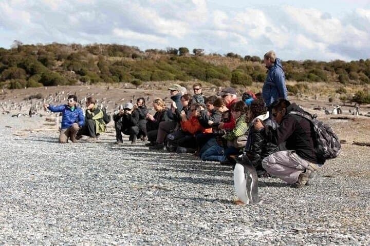 Walk with Penguins on Isla Martillo — Ushuaia Beagle Channel Experience photo 4