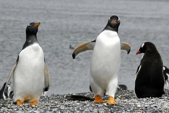 Walk with Penguins on Isla Martillo — Ushuaia Beagle Channel Experience photo 5