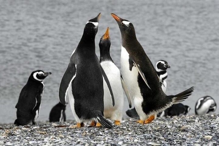 Walk with Penguins on Isla Martillo — Ushuaia Beagle Channel Experience photo 6