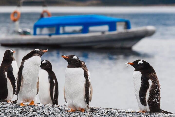 Walk with Penguins on Isla Martillo — Ushuaia Beagle Channel Experience