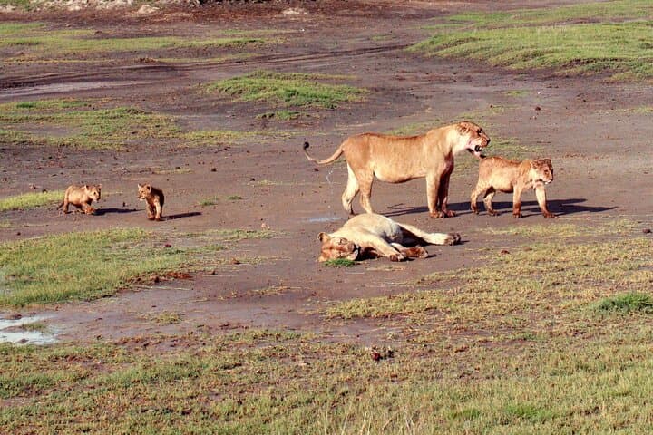 7-Day Tanzania Bush and Beach Safari — Tarangire, Ngorongoro, Serengeti & Zanzibar