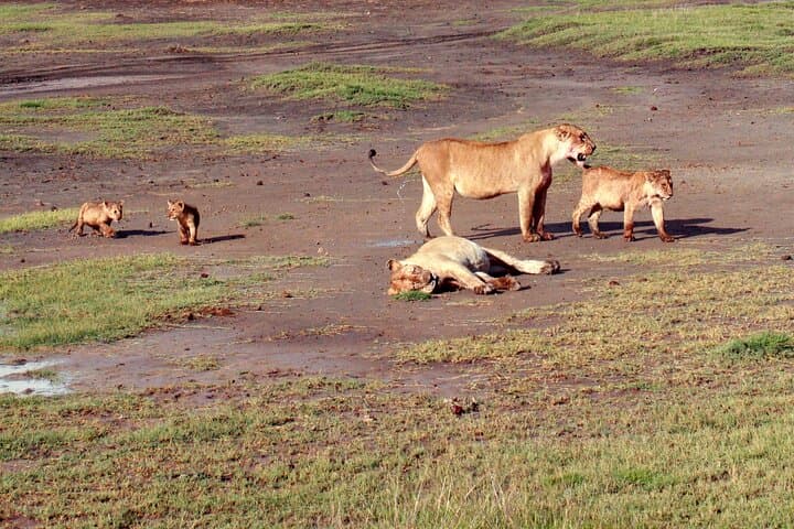 7-Day Tanzania Bush and Beach Safari — Tarangire, Ngorongoro, Serengeti & Zanzibar photo 3