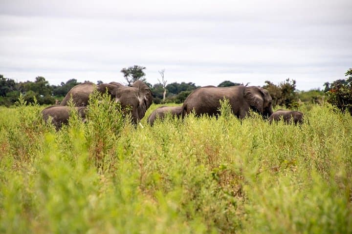 3-Day Mokoro Safari in the Okavango Delta: Camping, Mokoro Poling & Wildlife photo 3