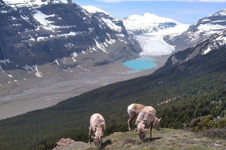 Columbia Icefields Private Guided Hikes — Glacier Views from Jasper